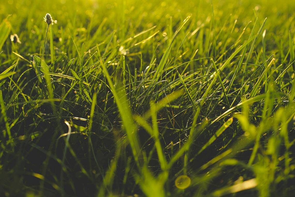 Foto von Gras, man soll ja nicht ziehen dran. Bild: Unsplash