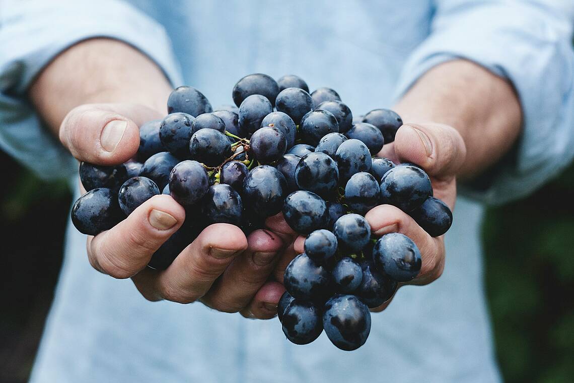 Bild einer Person, die beide Hände voller Trauben hat und sie präsentiert. Foto: Unsplash